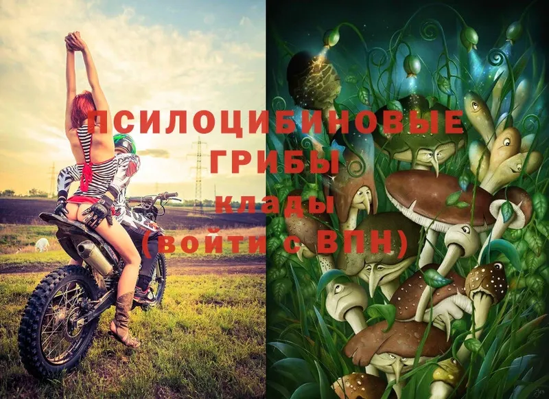 Псилоцибиновые грибы Psilocybe  Чудово 